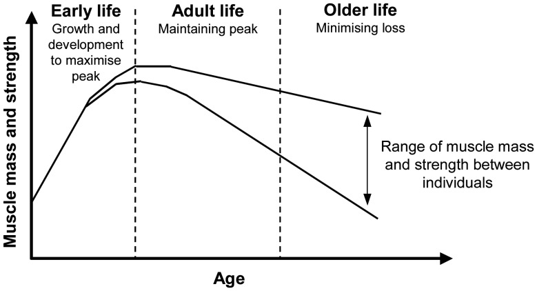 Graph showing muscle mass loss due to age