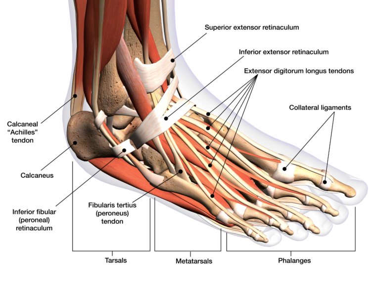 Ankle Anatomy