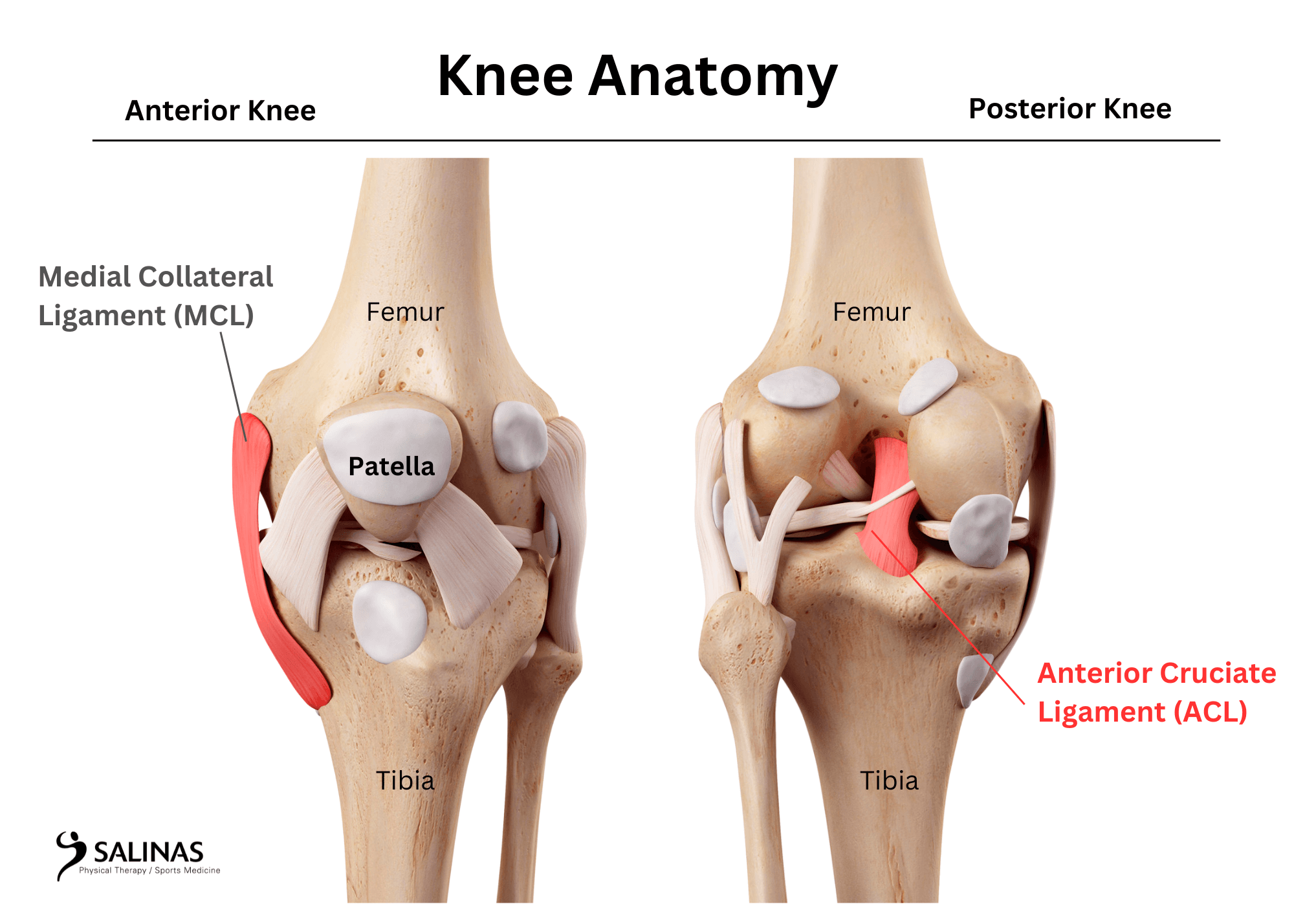 Knee Anatomy - Salinas PT